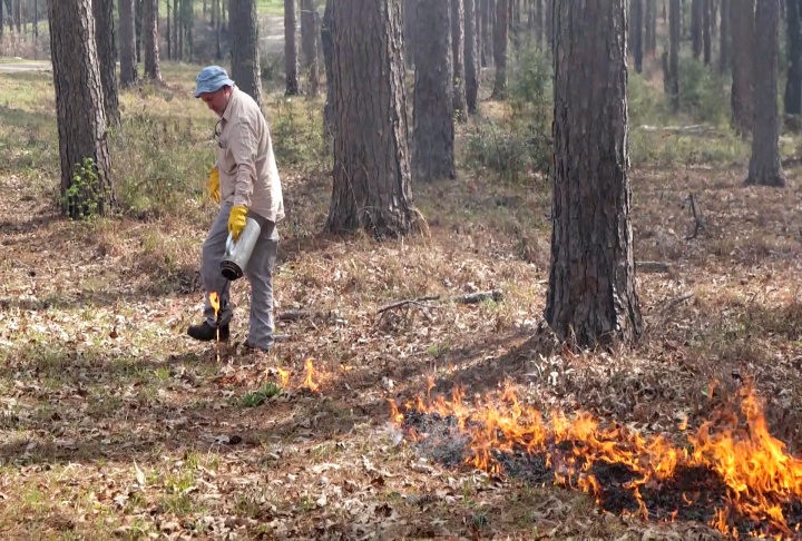 Foresters and private landowners learn the proper way to prescribed burn and get certification
